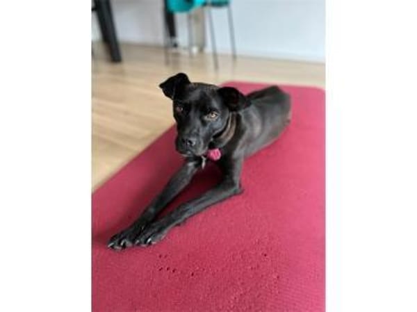 Nura - wartet in 04103 Leipzig