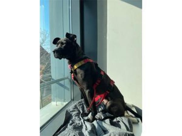 Nura - wartet in 04103 Leipzig