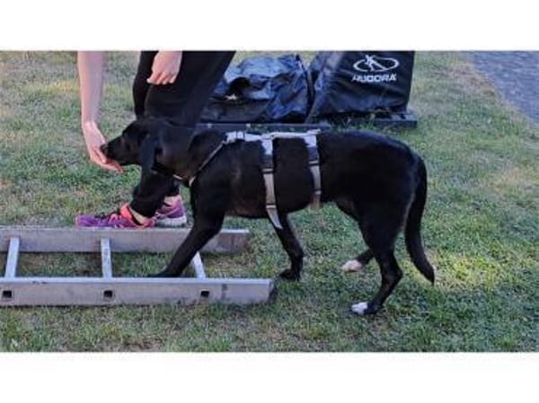 Jaala - wartet in 22145 Hamburg