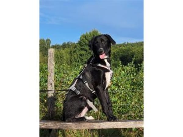 Jaala - wartet in 22145 Hamburg