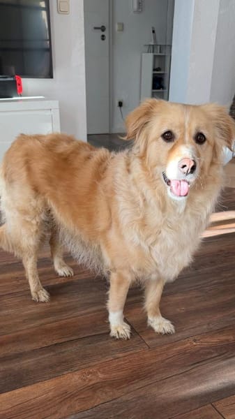 Laika sucht Ihre Familie!