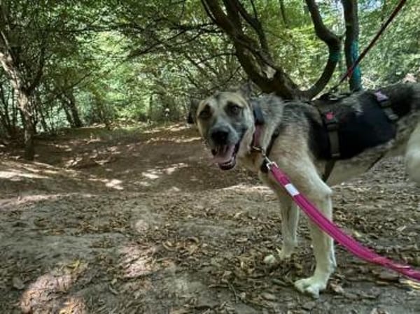 Notfall Sofia sucht dringend ein Zuhause