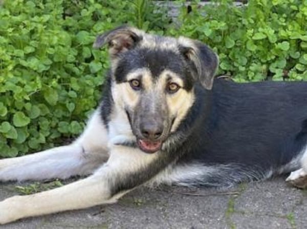 ASTI, freundlich, verspielt, neugierig