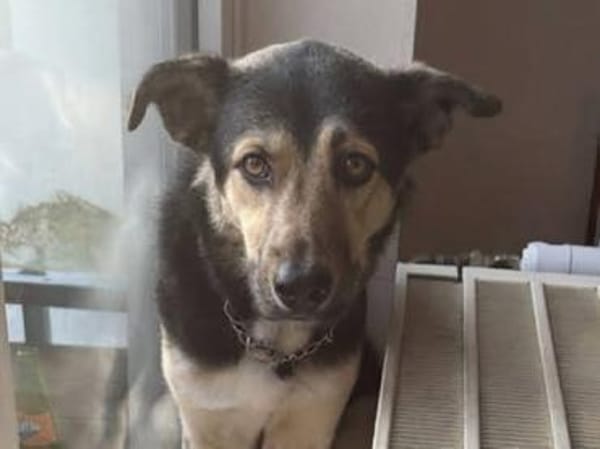 ASTI, freundlich, verspielt, neugierig