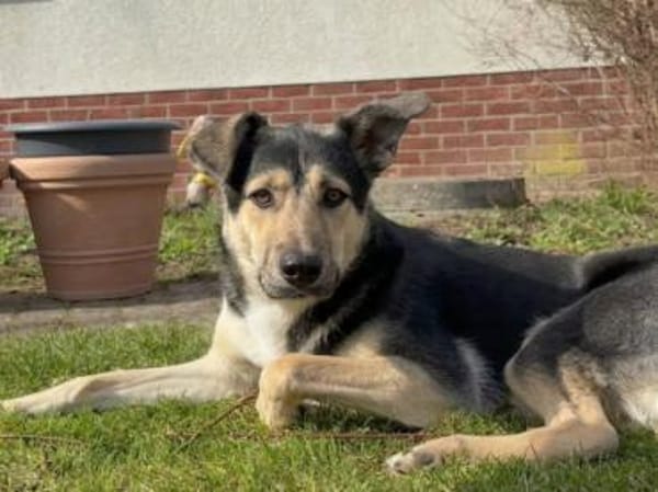 ASTI, freundlich, verspielt, neugierig