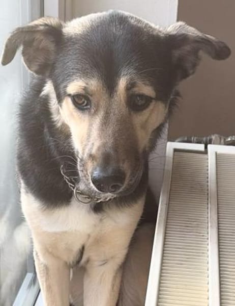 ASTI, freundlich, verspielt, neugierig