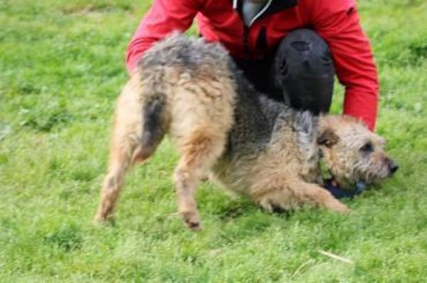 Yolanda - verschmust u. sehr zutraulich