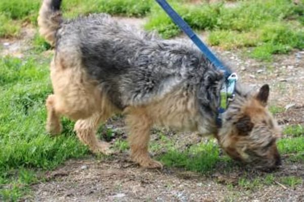 Yolanda - verschmust u. sehr zutraulich