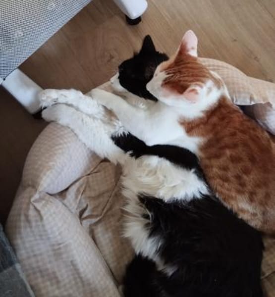 Junge, Kater Seiko & Moltó