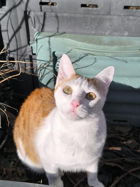 Junge, Kater Seiko & Moltó