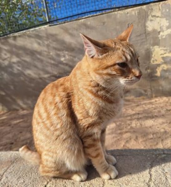 Liebevoller Kater Garfield