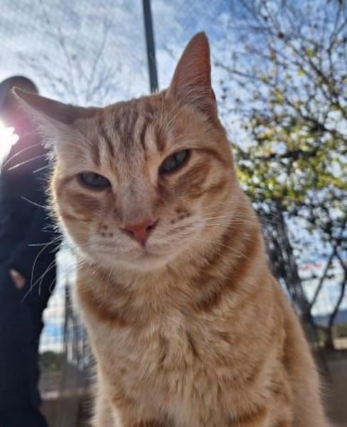 Liebevoller Kater Garfield