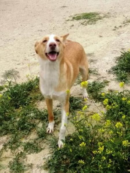 Etna sucht ihr Zuhause für immer....