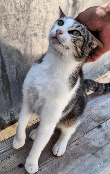 Lebensfrohe Katze Miteka