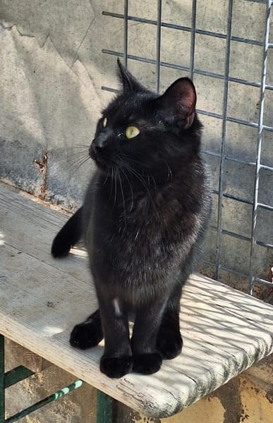 Menschenbezogene Katze Dreizehn