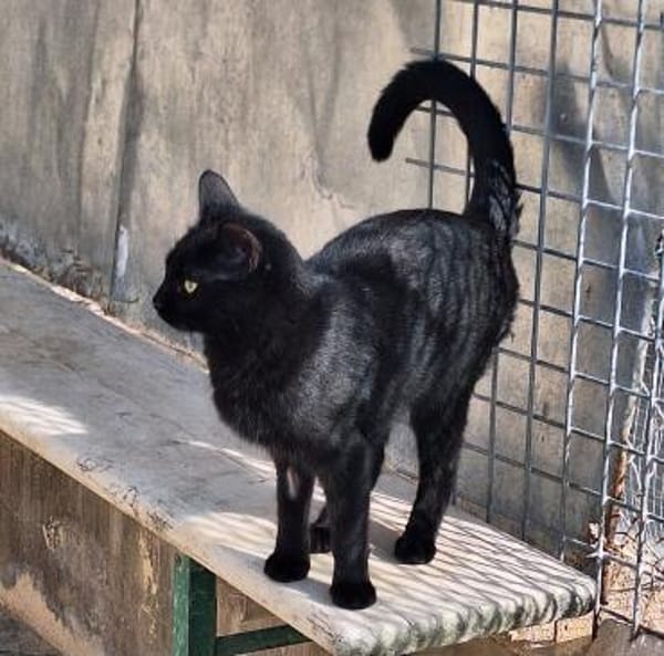 Menschenbezogene Katze Dreizehn