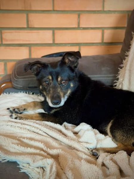 Charlie , 3 Jahre alt sucht ein Zuhause.