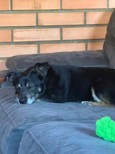 Charlie , 3 Jahre alt sucht ein Zuhause.