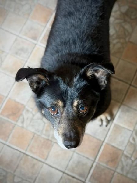 Charlie , 3 Jahre alt sucht ein Zuhause.