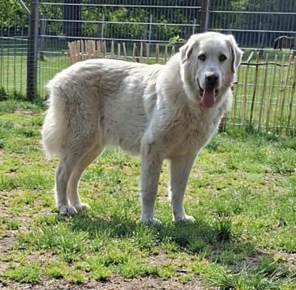 Wunderschöne  Luna sucht ihr Frauchen