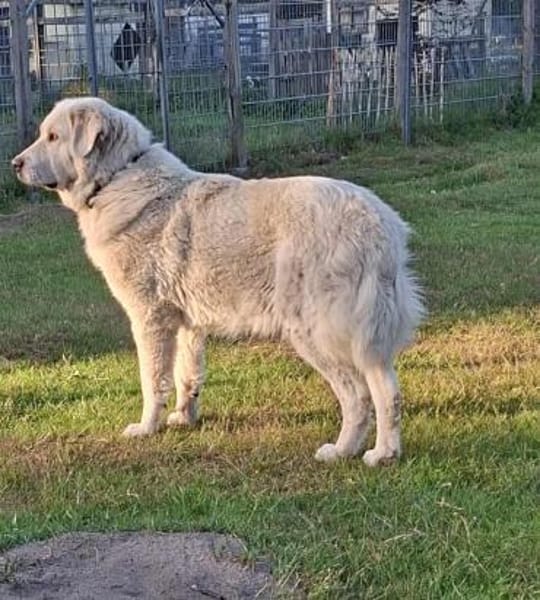Wunderschöne  Luna sucht ihr Frauchen