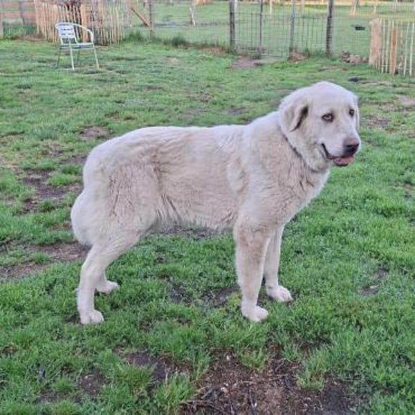 Wunderschöne  Luna sucht ihr Frauchen