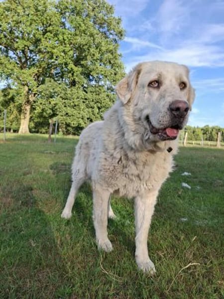 Wunderschöne  Luna sucht ihr Frauchen