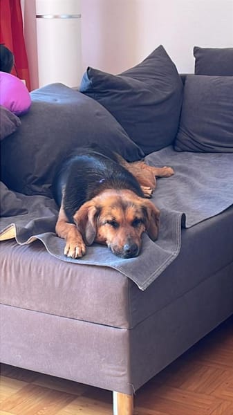 Suzy liebe 9 -jährige Mischlingshündin