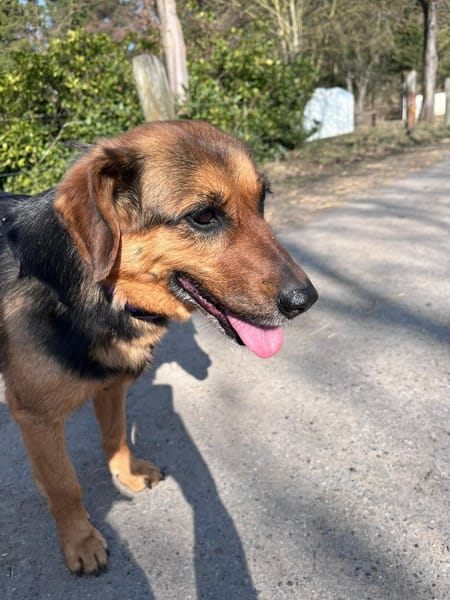 Suzy liebe 9 -jährige Mischlingshündin