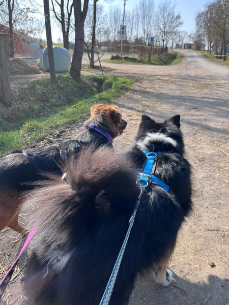 Suzy liebe 9 -jährige Mischlingshündin