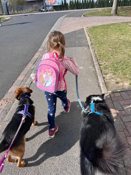 Suzy liebe 9 -jährige Mischlingshündin