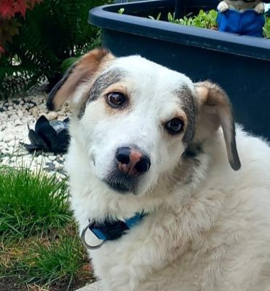 Deine neue Gefährtin