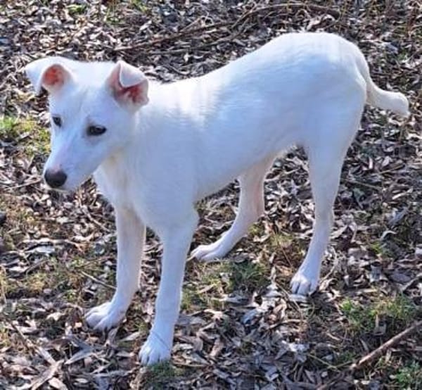 SATOU * anhängliches Mädchen