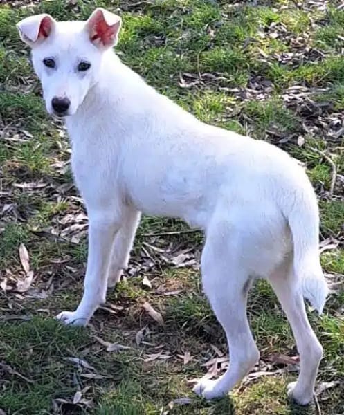 SATOU * anhängliches Mädchen