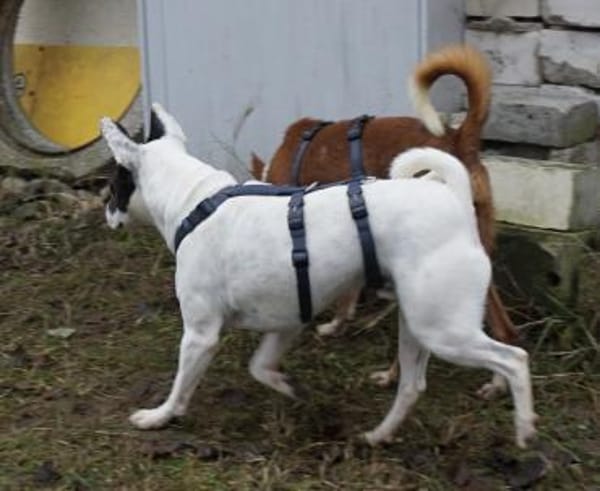 Mark, verschmust, leinenführig, offen