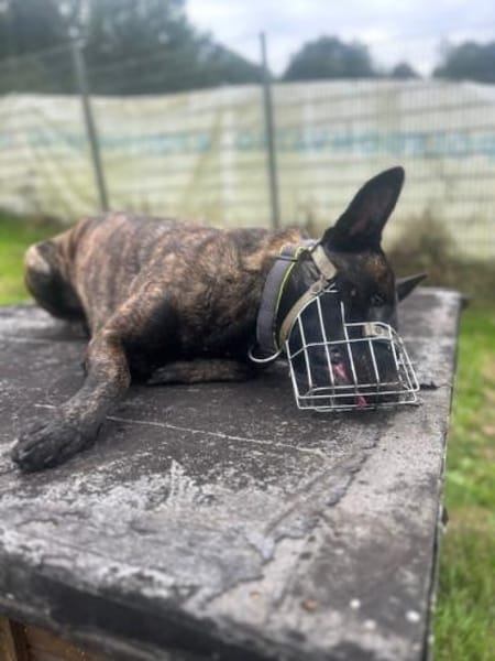 Mali sucht das richtige Zuhause mit Erfa