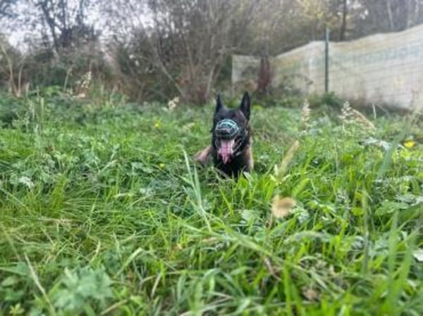 Mali sucht das richtige Zuhause mit Erfa