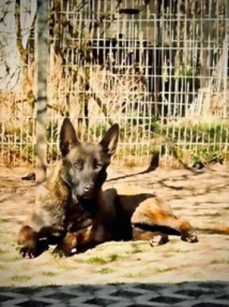 Mali sucht das richtige Zuhause mit Erfa