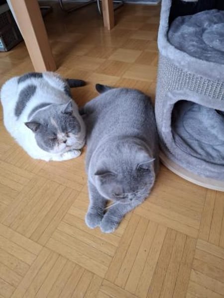 gemütliche Britinnen Mady u. Frida MUC