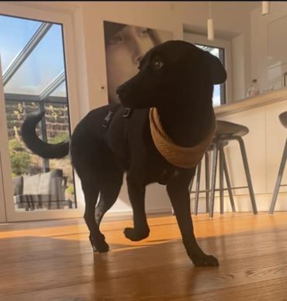 Bezaubernde Julie🐾❤