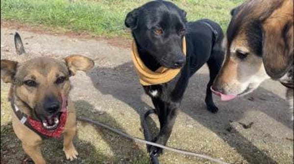 Bezaubernde Julie🐾❤