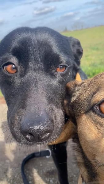 Bezaubernde Julie🐾❤