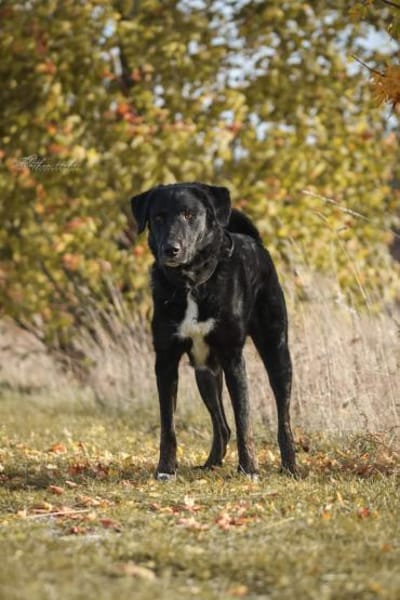 Ono  Ein ruhiger Gentleman