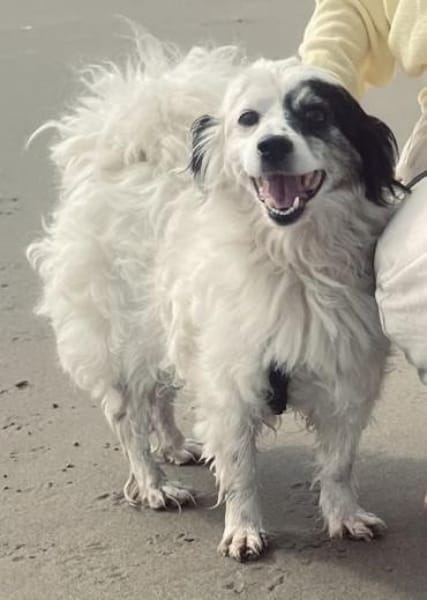 Hanyo, geb. ca. 12/2023, 41334 Nettetal