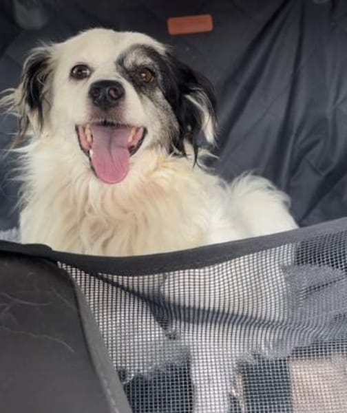 Hanyo, geb. ca. 12/2023, 41334 Nettetal