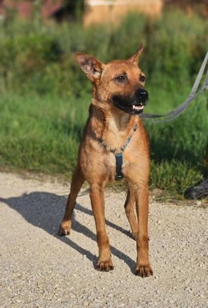 Deine neue Gefährtin