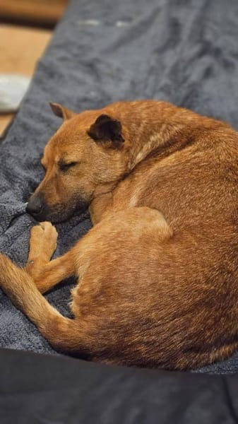 Deine neue Gefährtin