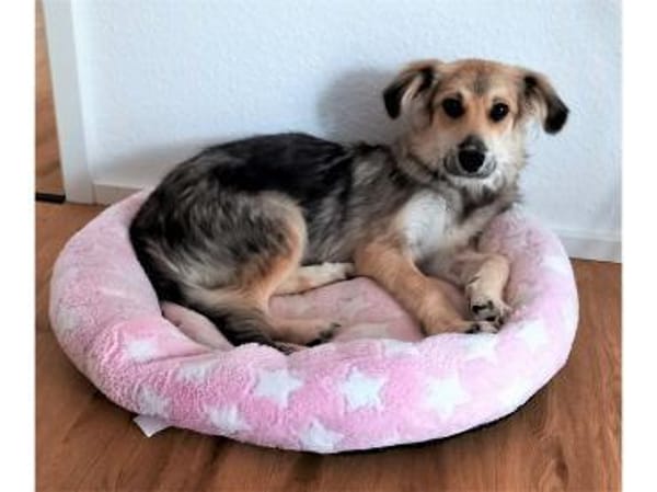 Leander - wartet in 73494 Rosenberg