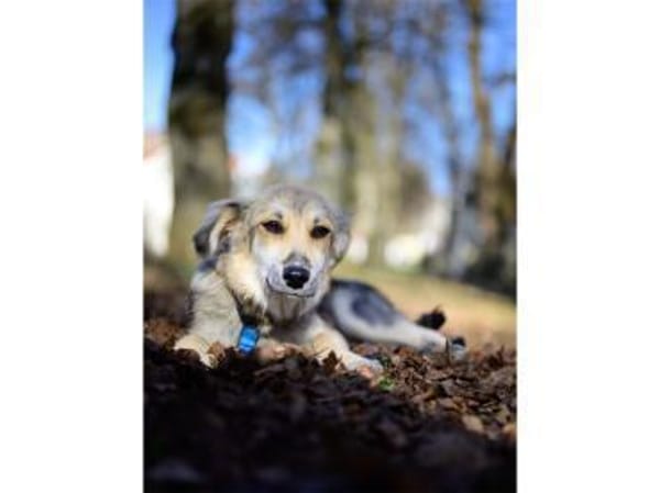 Leander - wartet in 73494 Rosenberg