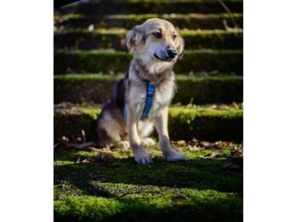 Leander - wartet in 73494 Rosenberg